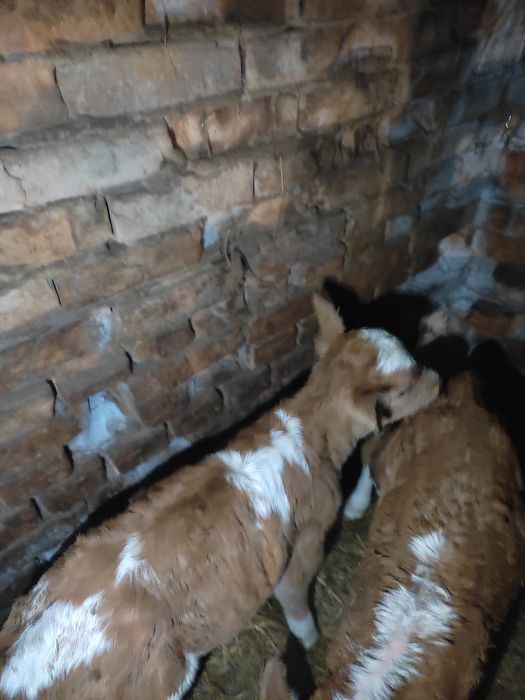 Бұзау сатамын . (Ұрғашы)