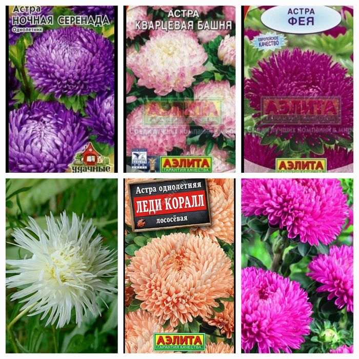 Рассада овощей и цветов