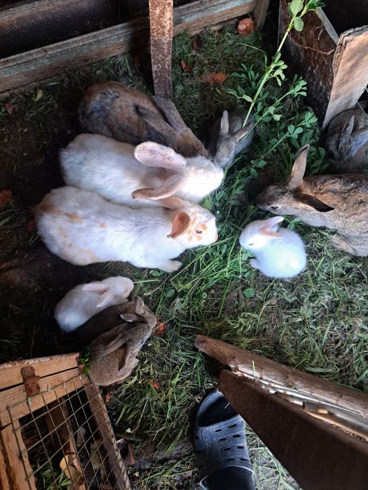 Кролики домашние животные