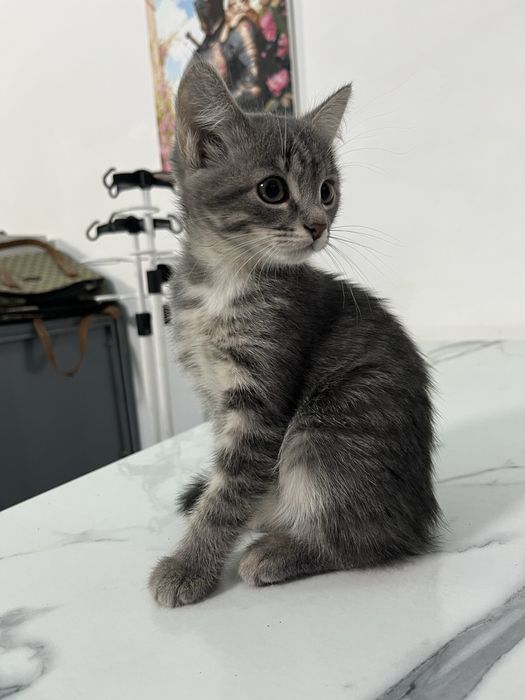 Котята в хорошие руки