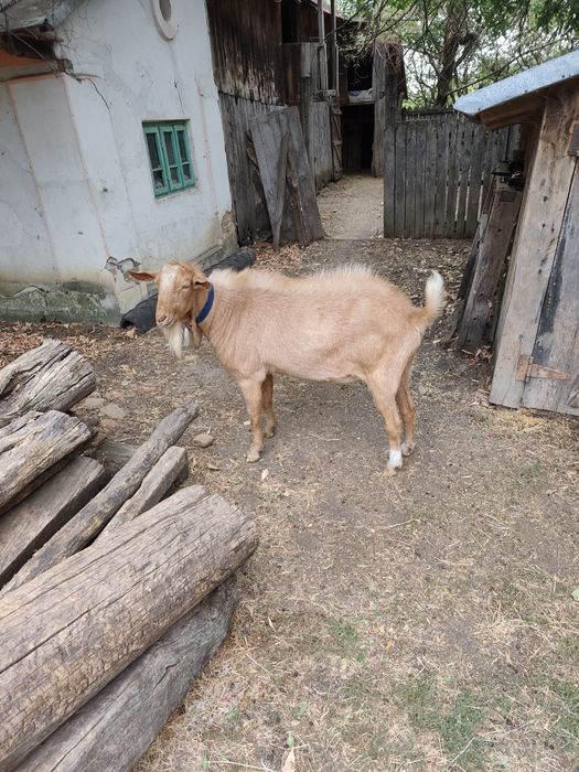 Vând țap bun de montă rasa mixtă((anglo-nubian și alpina franceză) în vârstă de 1 an și 5 luni.