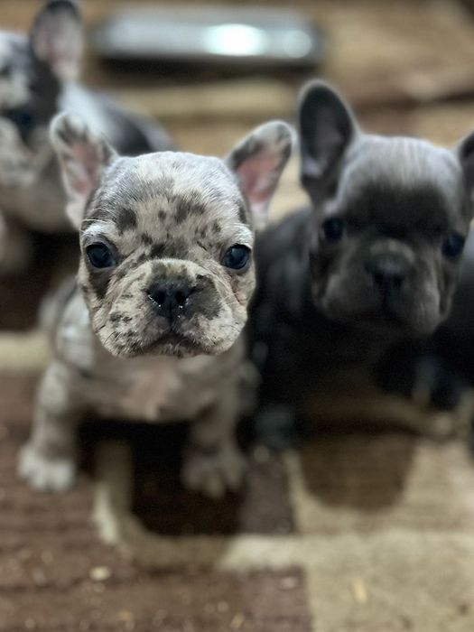 Французские бульдоги продам