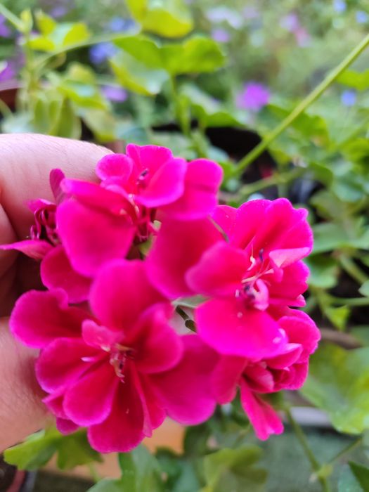 Цветы для дома от 500 и выше