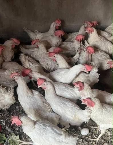 несушка легорн тауыктары сатылымда 11 айлыктар