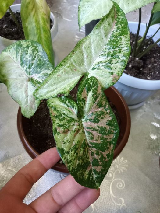 Продам сингониумы