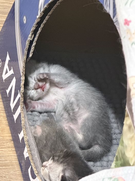 Бронь на скотиш фолд