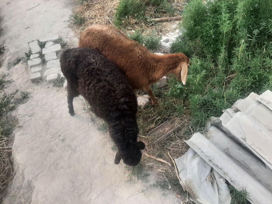 Qo'zi qo'chqorlar sotiladi