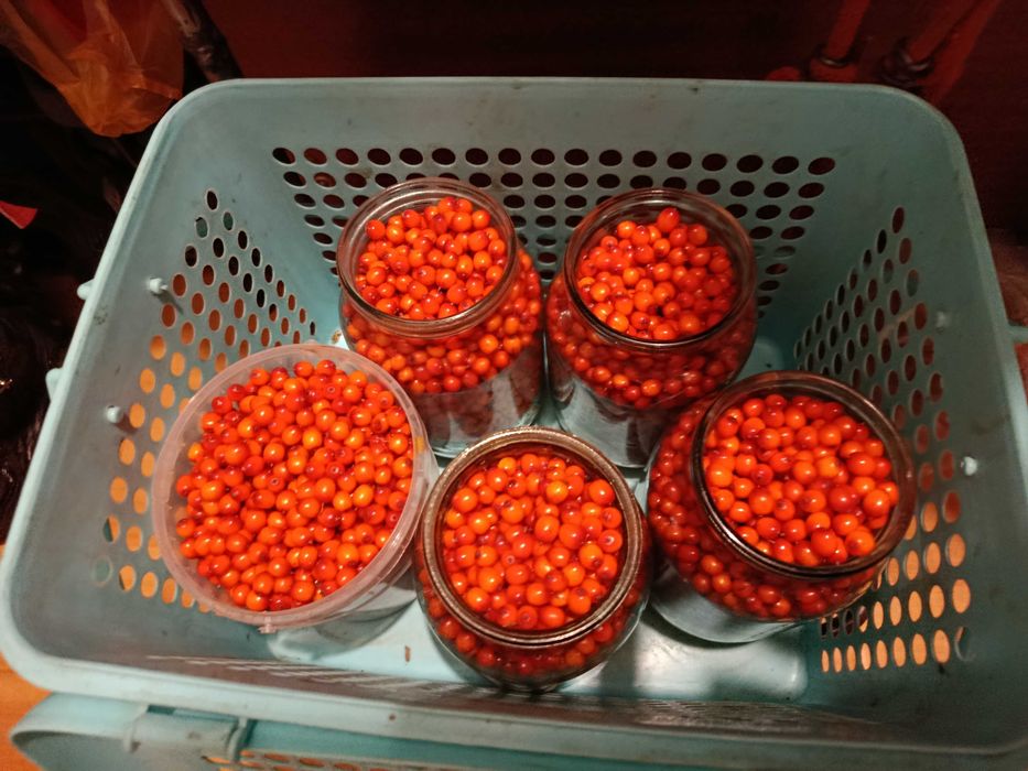 Продам облепиху позднего сорта