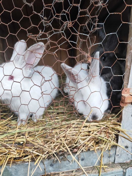 Iepurași de vanzare