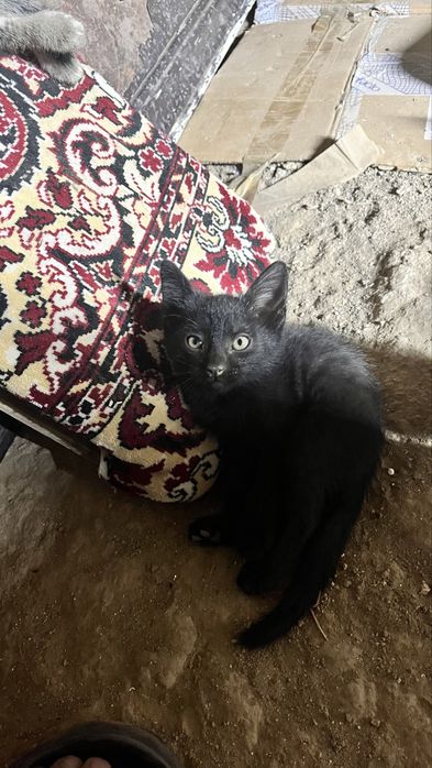 котенки отдам даром