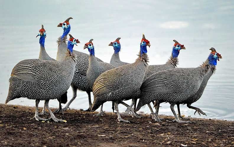 Sesarka sotiladi !!! Сесарка бор