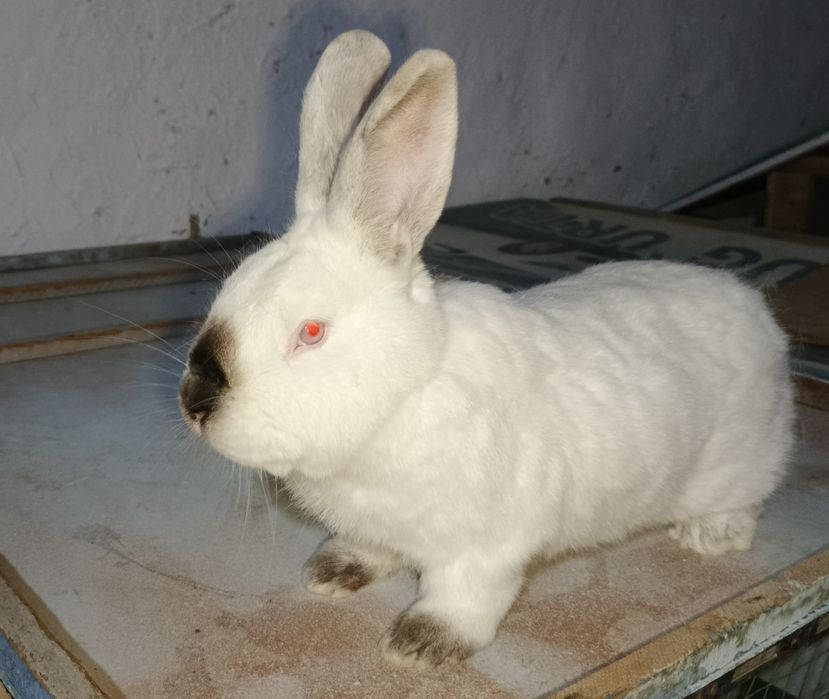 калифорнийские кролики