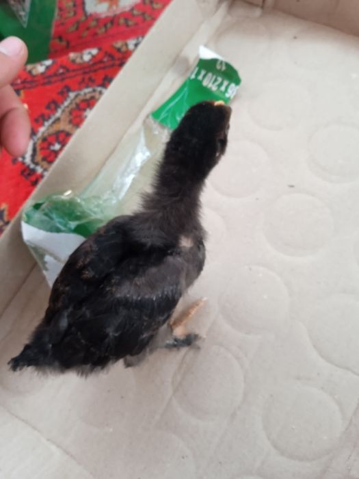 Jojalar sotiladi Mesni tovuq jojalari Kurka jojalari Big 6 Bronza 708