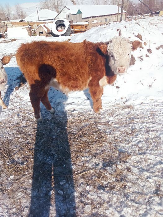 Еркек тайнша сатылады