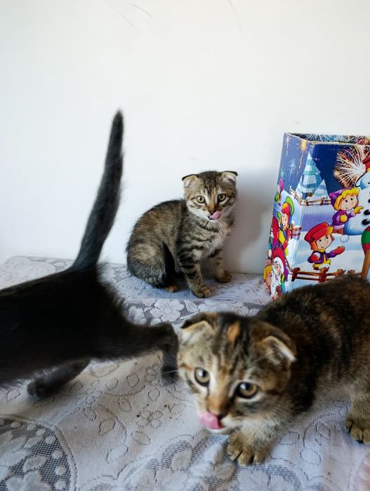 Продаю котят от вислоухих и Якудза