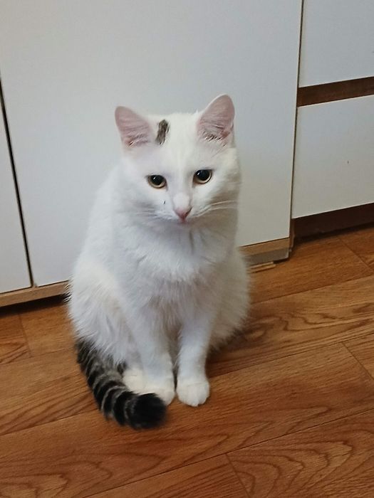 Дарю шикарного котика,кастрат