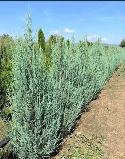 Plante Ornamentale de Diferite Dimensiuni