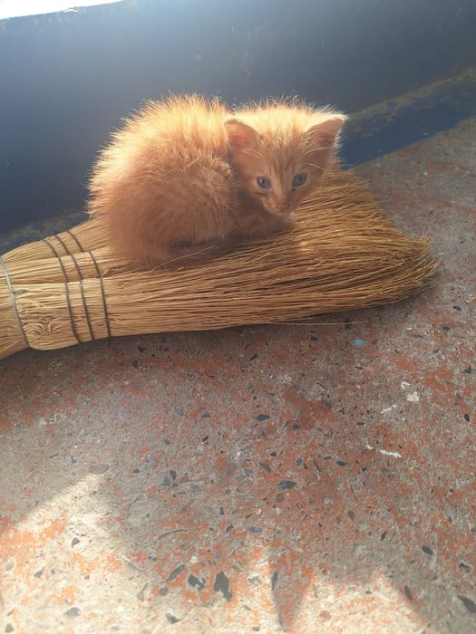 Котята ищут своего хозяина