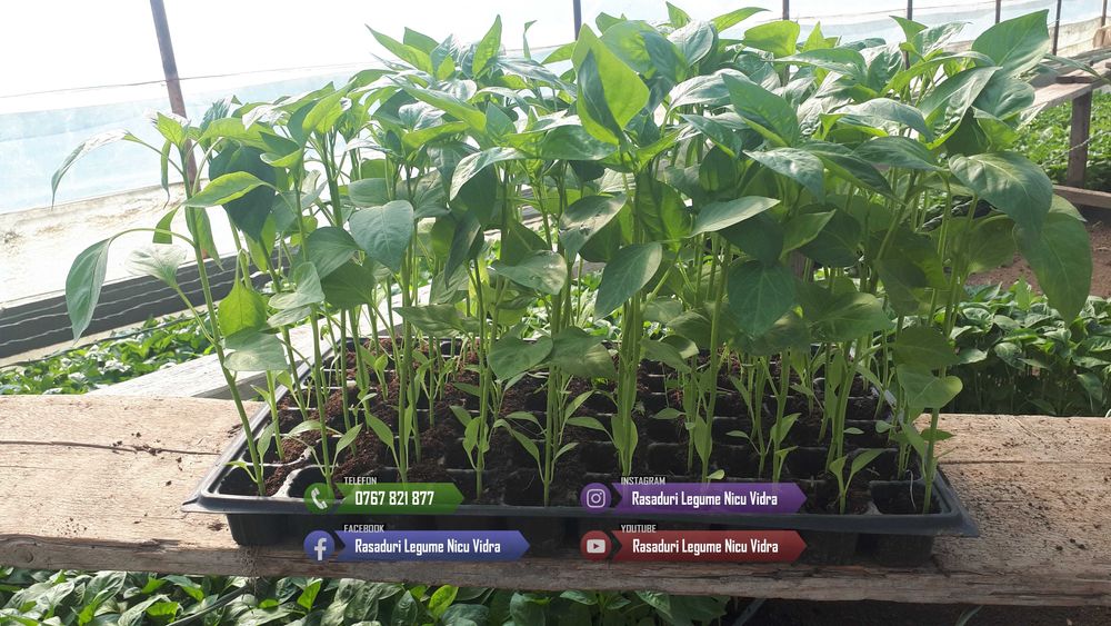 Rasaduri de rosii pentru solar si camp | Rasad legume ardei castraveti