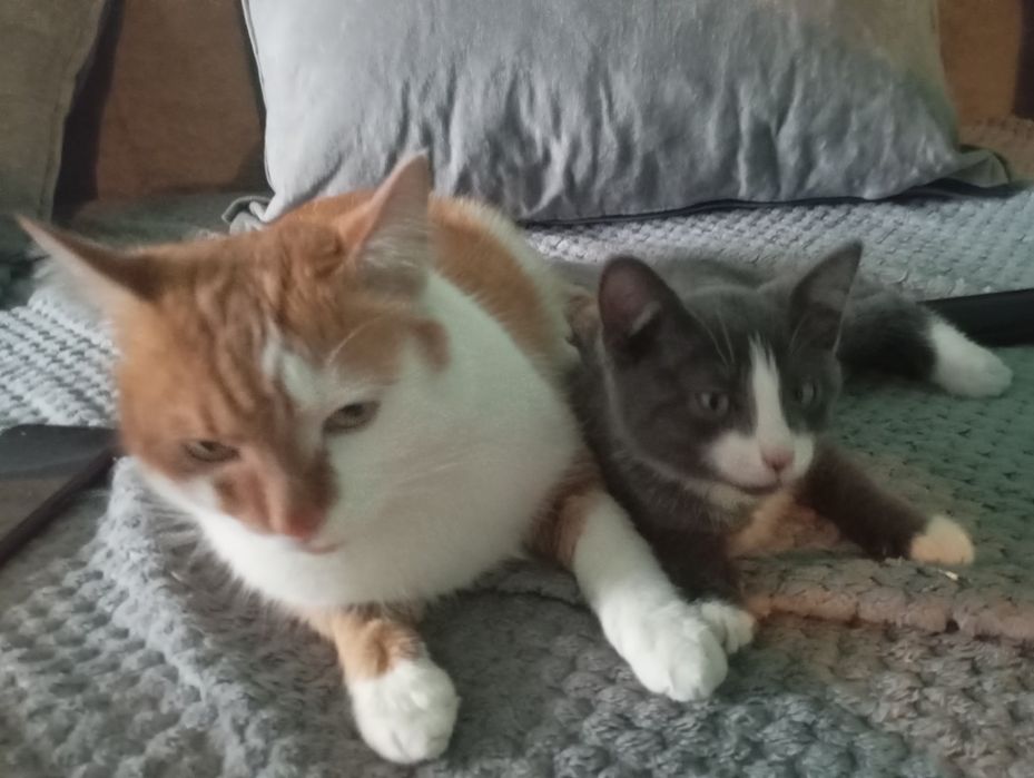 Котёнок ищет дом