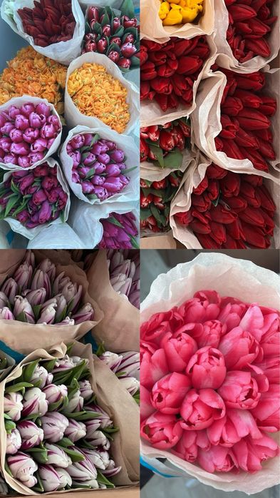 Тюльпаны Белорусские