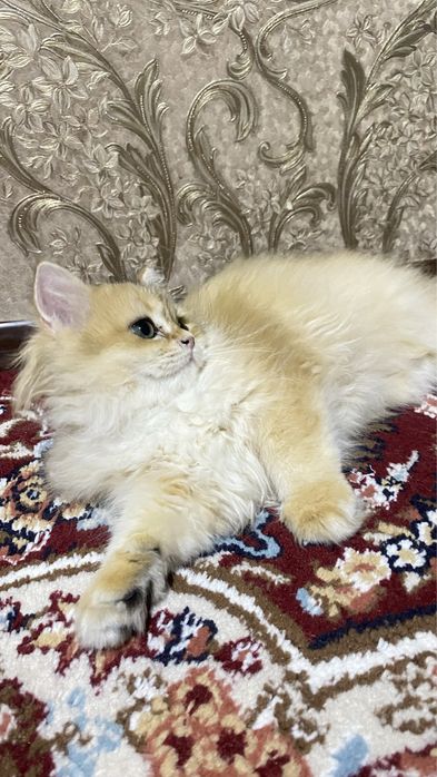 Золотистий шиншила хейлинд