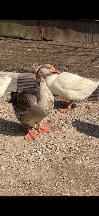 Гуси 5 штук семейка