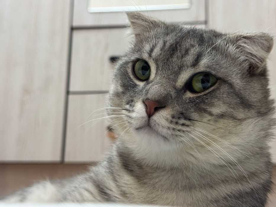 Скоттиш фолд мальчик