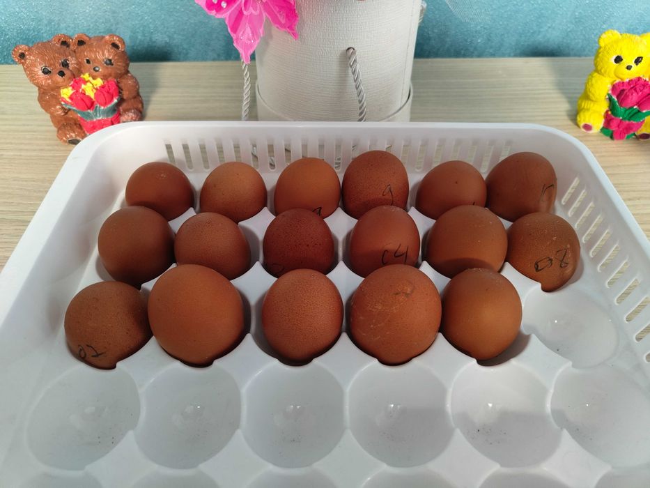 Oua găini Marans