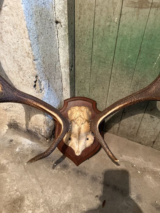 Продавам трофей от благороден елен