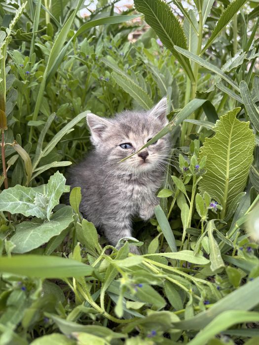 Котята мальчики бесплатно