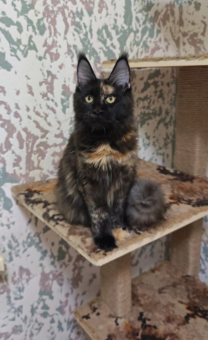 Мейн Кун девочки