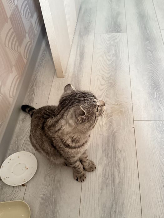 Отдам котенка бесплатно