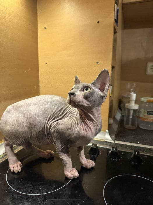 Sphynx Сфинкс коте