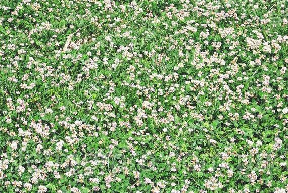 Gazon bley klevir ekish xizmati