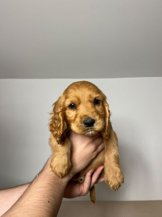 Cocker Spaniel baiat