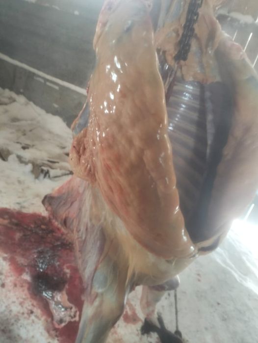 Продам конина байтал