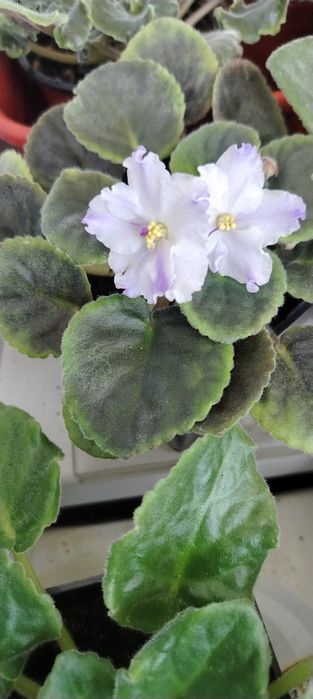 Продам сортовые цветущие фиалки