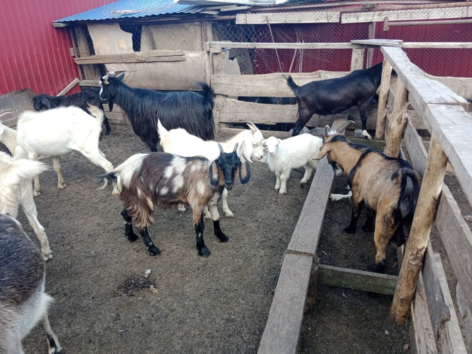 Ешкілер, лақтар, шыбыштар, текелер сатылады...