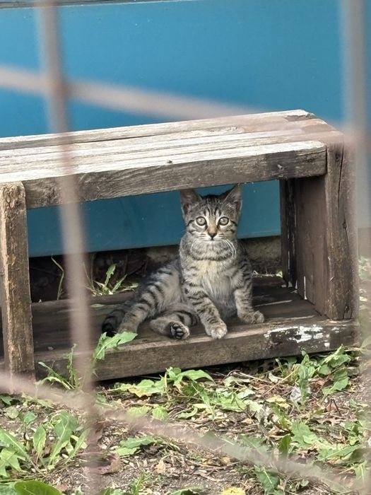 Бангаранга - коте на 3 месеца търси дом или приемна грижа