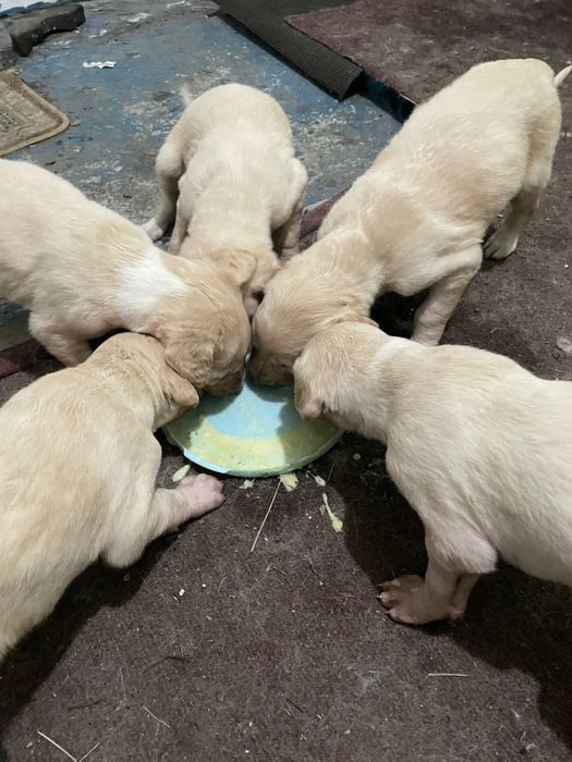 Продается щенки в Астане
