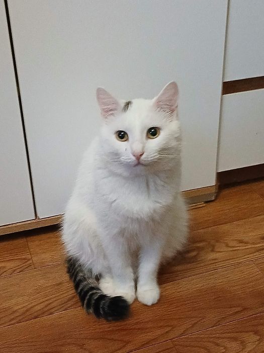 Дарю шикарного котика,кастрат