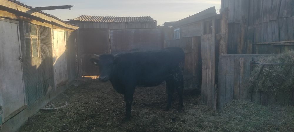Продам тёлочек на согым