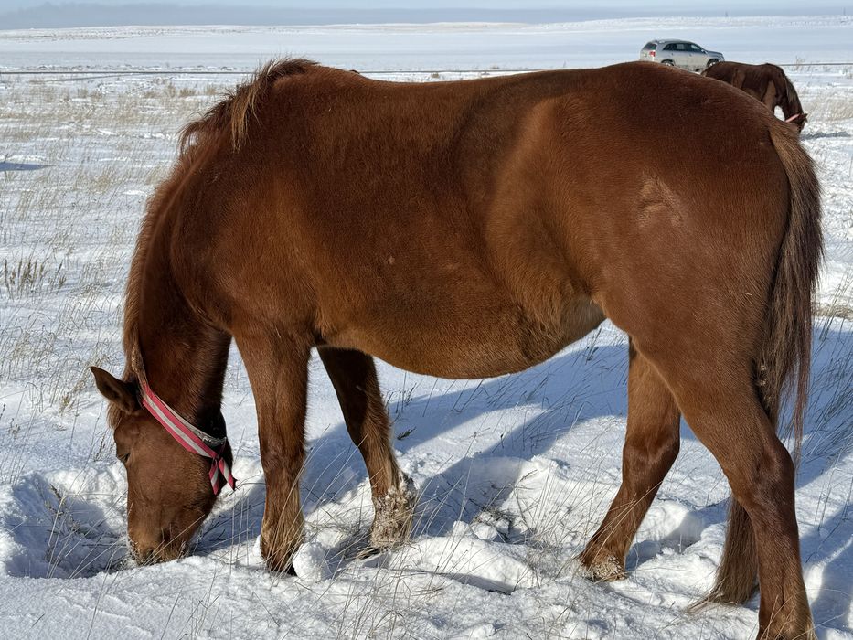 Жуас биелер сатылады