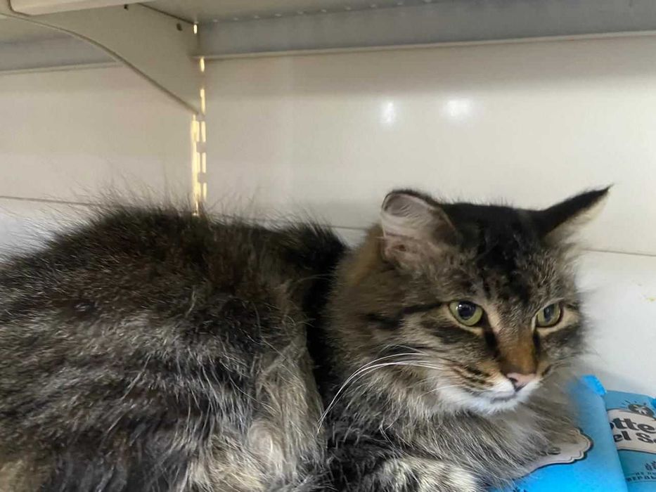 Отдам кошечку в хорошие руки