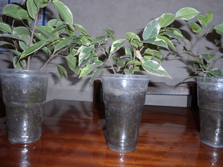 Фикус Бенджамина   алое   Неомарика