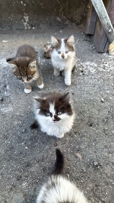 отдам котят даром