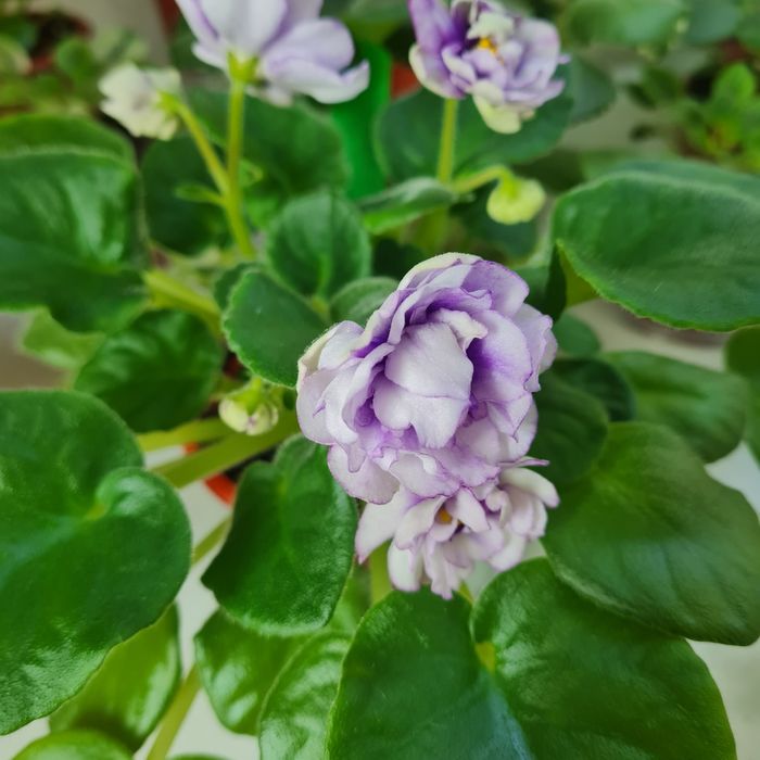 Продаю фиалки и детки