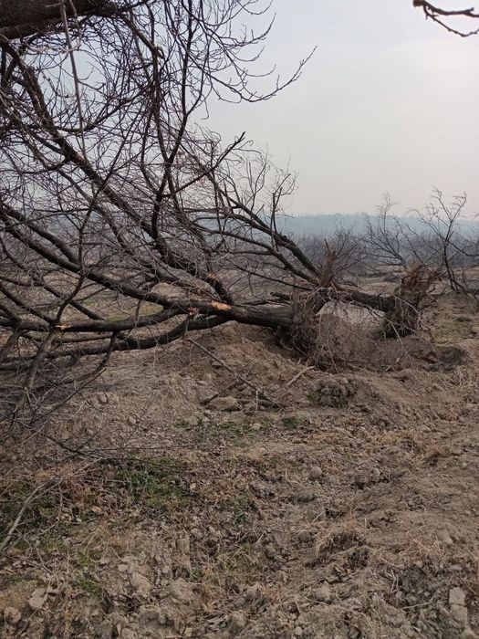 O'rik o‘tinlar sotiladi 15-20 yillik ko‘chirilgan tayyor