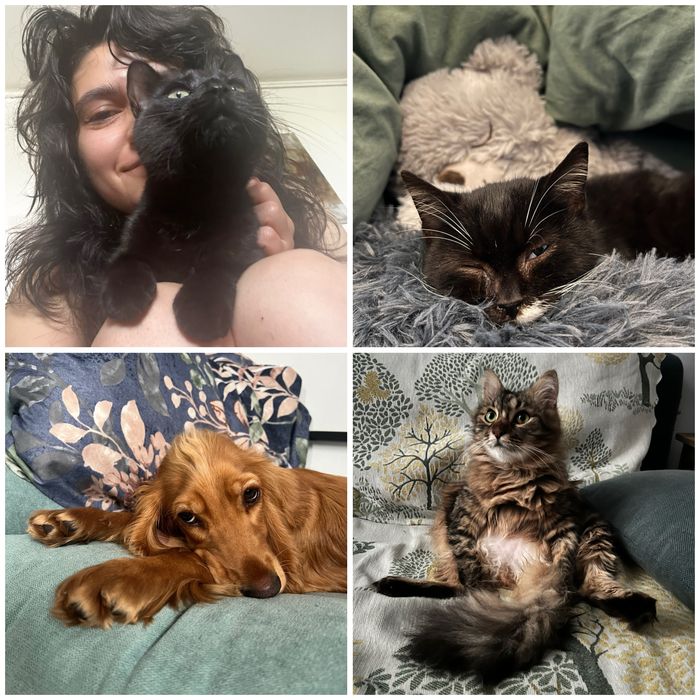 Pet sitting pentru lăbuțe fericite și inimi liniștite